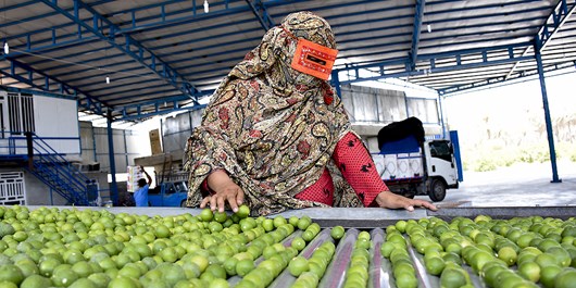 افزایش 20 درصدی تولید لیمو ترش در باغات گچساران/ تولید 10 هزار تنی لیموترش در سال‌جاری
