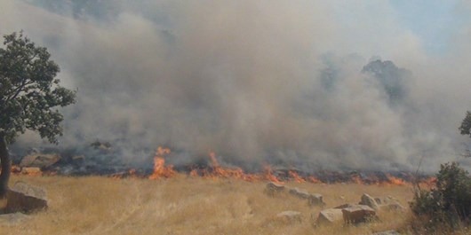 6.7 هکتار از اراضی ملی و طبیعی ماهنشان در آتش سوخته است