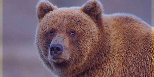 حمله خرس به خودرو محیط‌بانی کلاله/ مردم از نزدیک شدن به منطقه خودداری کنند