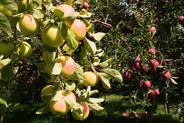 باغداری مراغه‌ای رکورد تولید سیب را شکست