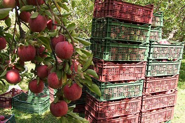 باغداری مراغه‌ای رکورد تولید سیب را شکست