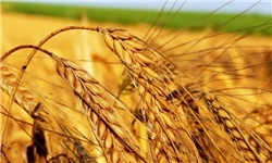 تخطئه سیاست خرید تضمینی گندم با اشتباه محاسباتی دولت در برآورد قیمت وارداتی