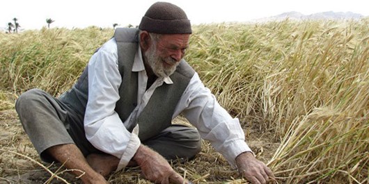 پیامبر دست کشاورز را بوسه می‌زد/سبوس ارزانی خودتان/ پاسخ مناسبی را در مجلس  به او خواهیم داد | خبرگزاری فارس