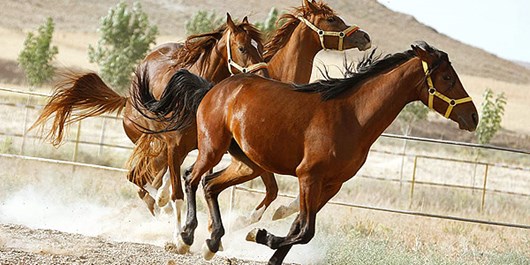 پرورش نژاد اسب ترکمن در نهاوند