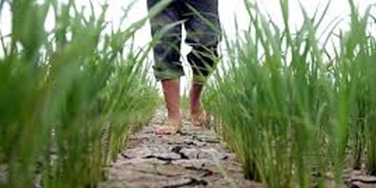 خشکه‌کاری برنج در استان گلستان، الزامات و راهکارها/ ضرورت آموزش و ترویج، فنون خشکه‌کاری برنج به کشاورزان