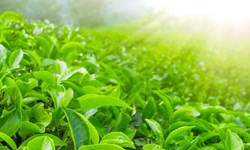 نقاط کوانتومی برگ چای سبز «سرطان ریه» را درمان می‌کند 