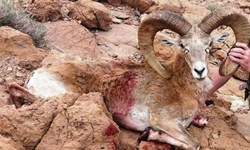 صدور مجوز شکار برای مشتی دلار از سوی دولت محیط زیستی/ بر ادامه فعالیت خود در این سازمان تجدید نظر کنید+ نامه