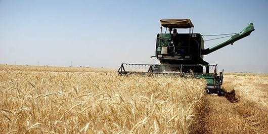 دسترنج ماه‌ها تلاش در راه سیلوها/ نرخ خرید گندم از کشاورزان چقدر است؟