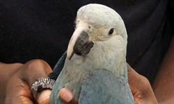 بازگشت طوطی «ریو» به برزیل