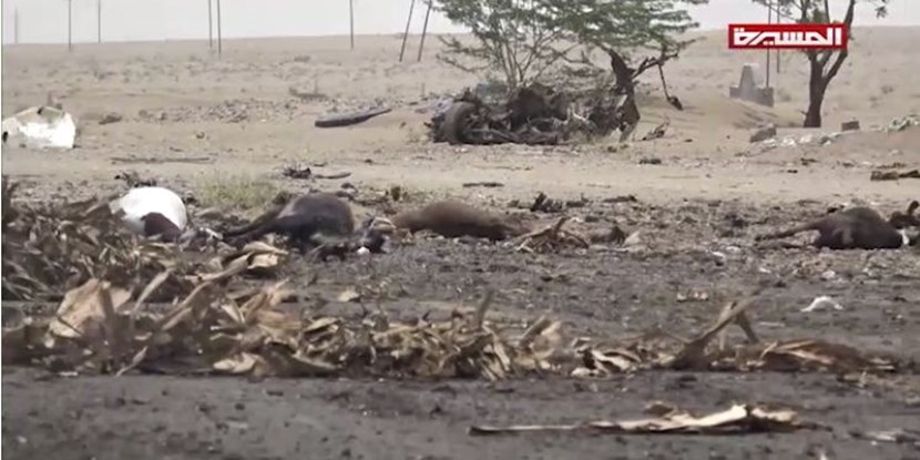 گله‌های گوسفند و احشام هم در یمن بمباران می‌شوند +عکس