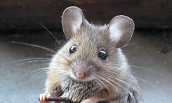 درمان پیری موش‌ها با حذف یک ژن