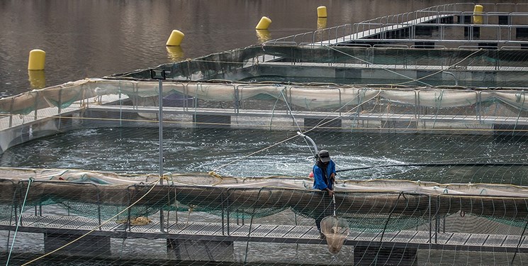 مجوز پرورش 30 هزار تن ماهی در قفس صادر شد