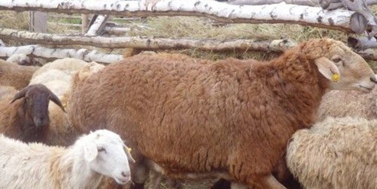 دوقلوزايي گوسفندان ايرانی با انجام جهش‌های موثر