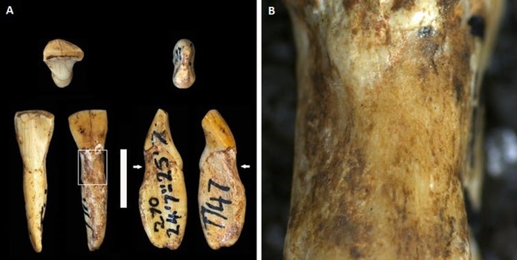 کشف جدید محققان از دندان‌های 2 میلیون ساله 