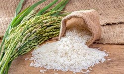 شرکت بازرگانی دولتی  ایران 30 هزار تن برنج از هند خریداری می‌کند