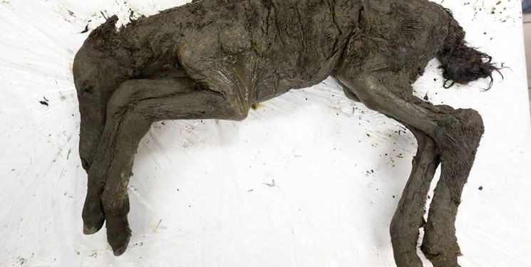 کشف فسیل 30 هزار ساله بچه اسب در سیبری