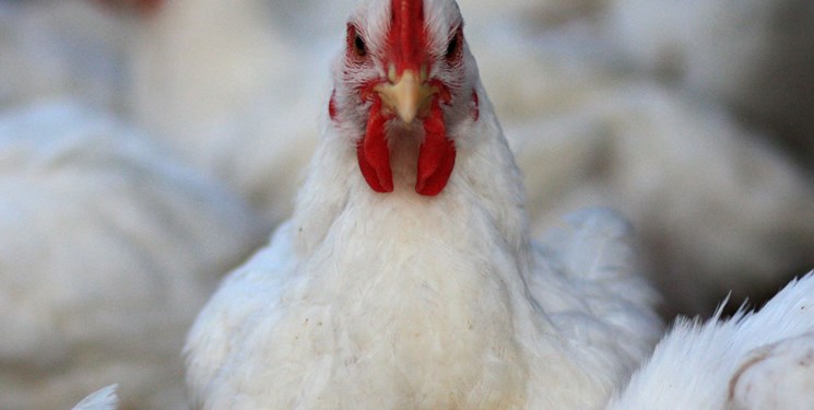  قیمت مرغ‌ باز هم پر کشید/ تولیدکنندگان: نهاده‌های دامی گران شده است