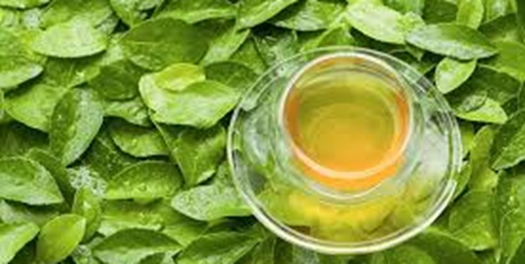 درمان سرطان با «چای سبز»