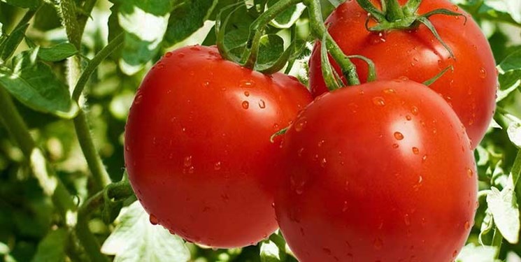 «گوجه‌فرنگی» بر مدار گرانی | از جولان «دلالان» در بازار تا غذایی به نام «اُملت»