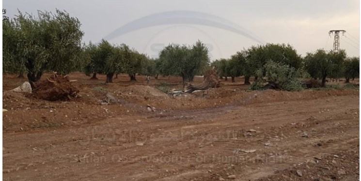 تداوم سرقت محصولات کشاورزان «عفرین» توسط متحدان ترکیه