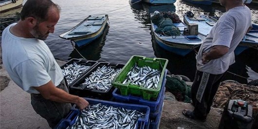 صادرات 20 میلیون دلاری شیلات گیلان/ صید ماهی استخوانی توسط 4 هزار صیاد گیلانی