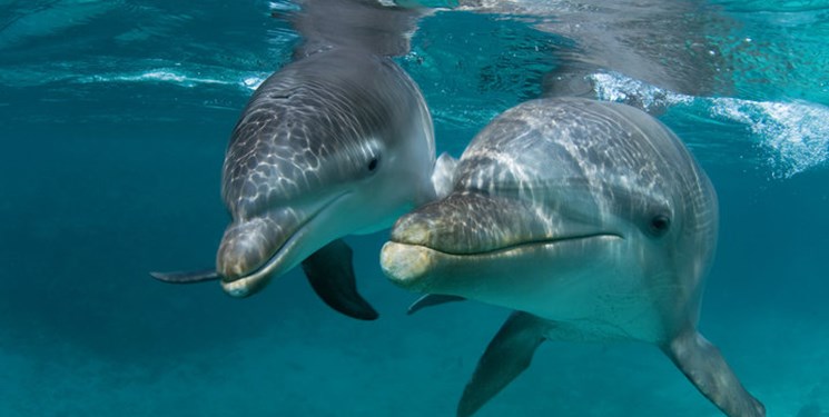 مسؤولان دلفیناریوم میلاد علت مرگ دلفین را اعلام نکرده اند/ تخلف مسؤولان و تعلل در اطلاع رسانی