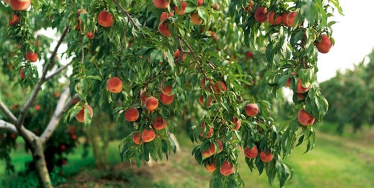 کاشت درختان میوه صدقه جاریه و پیشرفت اقتصادی است