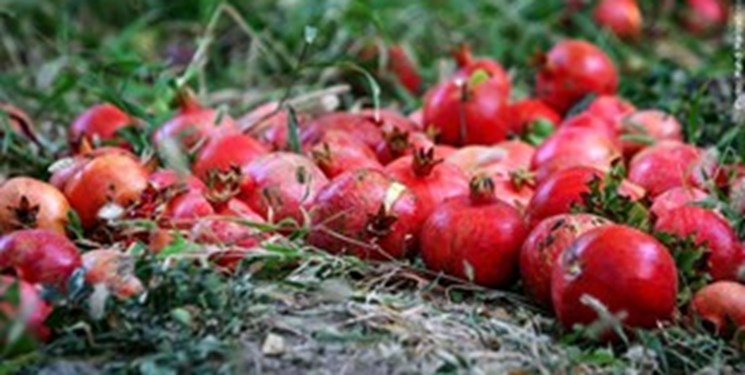 جشنواره انار درجزین برگزار می‌شود