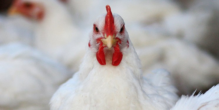 دولت سال آینده ۷۵ هزارتن مرغ و تخم مرغ برای تنظیم بازار می‌خرد + جدول