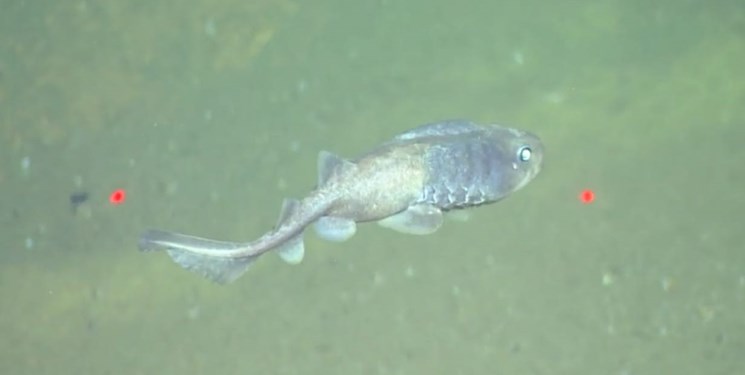 کشف دو نوع ماهی که بدون اکسيژن زنده هستند
