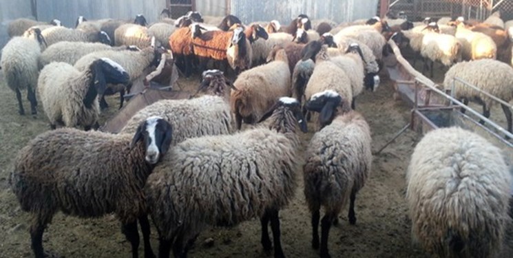  سارقان ۸۰۰ راس گوسفند در ساوه دستگیر شدند