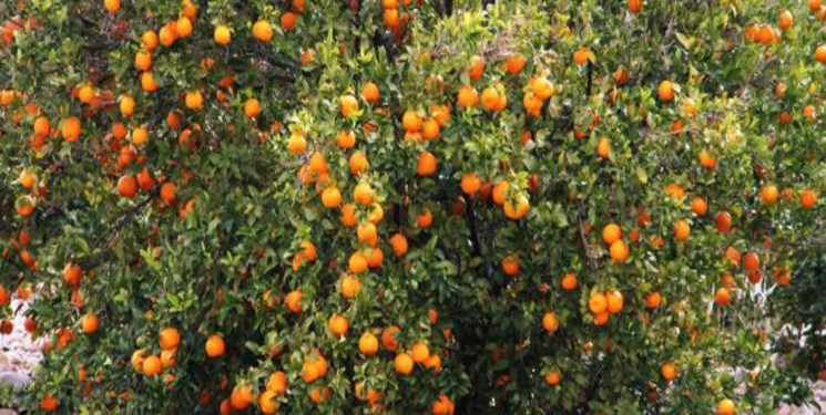   برداشت نارنگی از یک هزار و 200 هکتار باغات بخش
