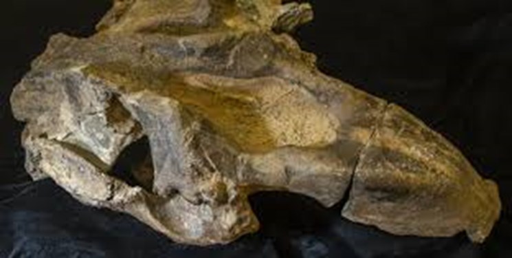 کشف فسیل گاو دریایی 20 میلیون ساله+عکس