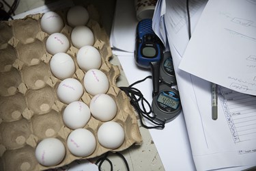 هفتمین دوره مسابقات نجات تخم مرغ در دانشگاه صنعتی امیر کبیر