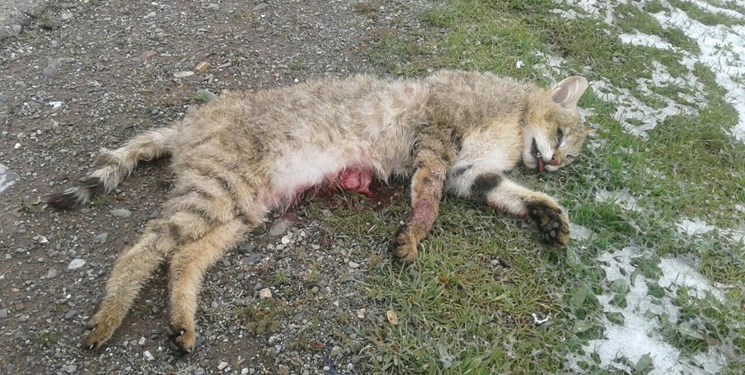 گربه جنگلی در اثر تصادف در همدان تلف شد