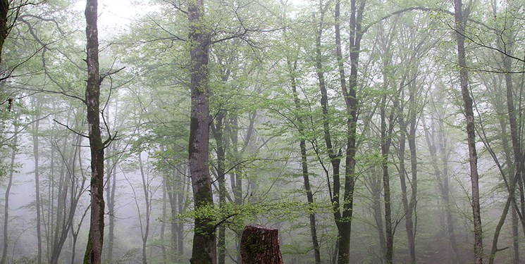 عمر جنگل‌ها از ۵۰۰ سال به ۵۰ سال رسیده است