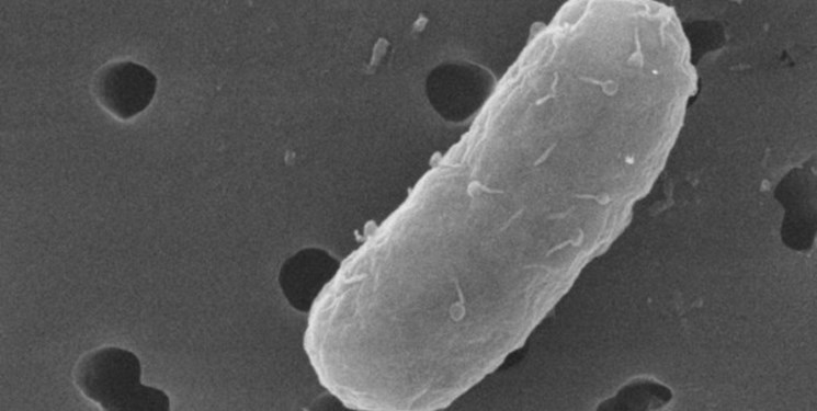 کشف باکتری‌هایی که دیگر باکتری‌ها را از بین می‌برند