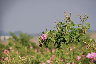 برداشت گل محمدی در باغات شوکت‌آباد