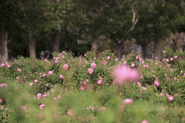 برداشت گل محمدی در باغات شوکت‌آباد