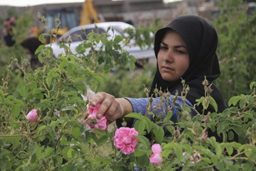 برداشت گل محمدی در باغات شوکت‌آباد