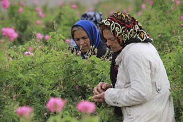 برداشت گل محمدی در باغات شوکت‌آباد