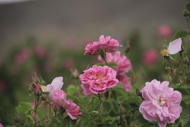 برداشت گل محمدی در باغات شوکت‌آباد