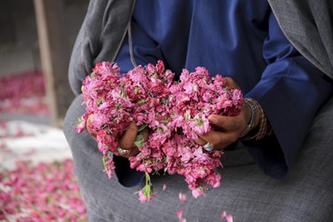 برداشت گل محمدی در باغات شوکت‌آباد