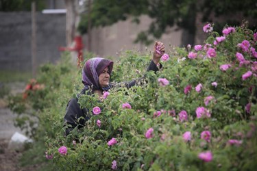 برداشت گل محمدی در باغات شوکت‌آباد