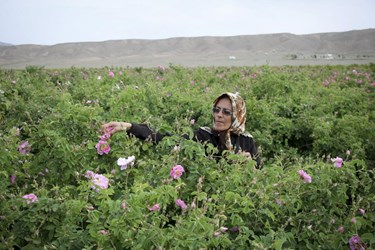 برداشت گل محمدی در باغات شوکت‌آباد