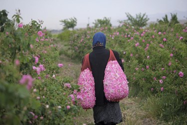 برداشت گل محمدی در باغات شوکت‌آباد