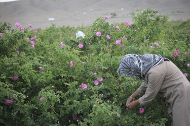 برداشت گل محمدی در باغات شوکت‌آباد