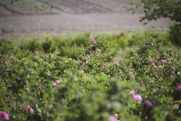 برداشت گل محمدی در باغات شوکت‌آباد