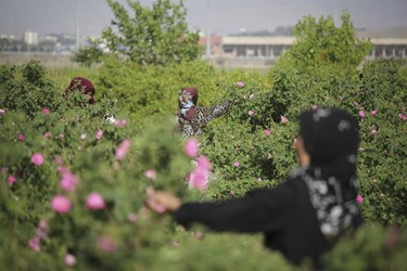 برداشت گل محمدی در باغات شوکت‌آباد