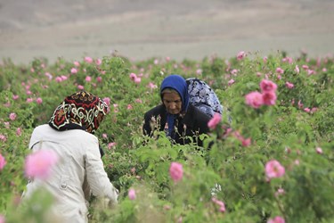 برداشت گل محمدی در باغات شوکت‌آباد